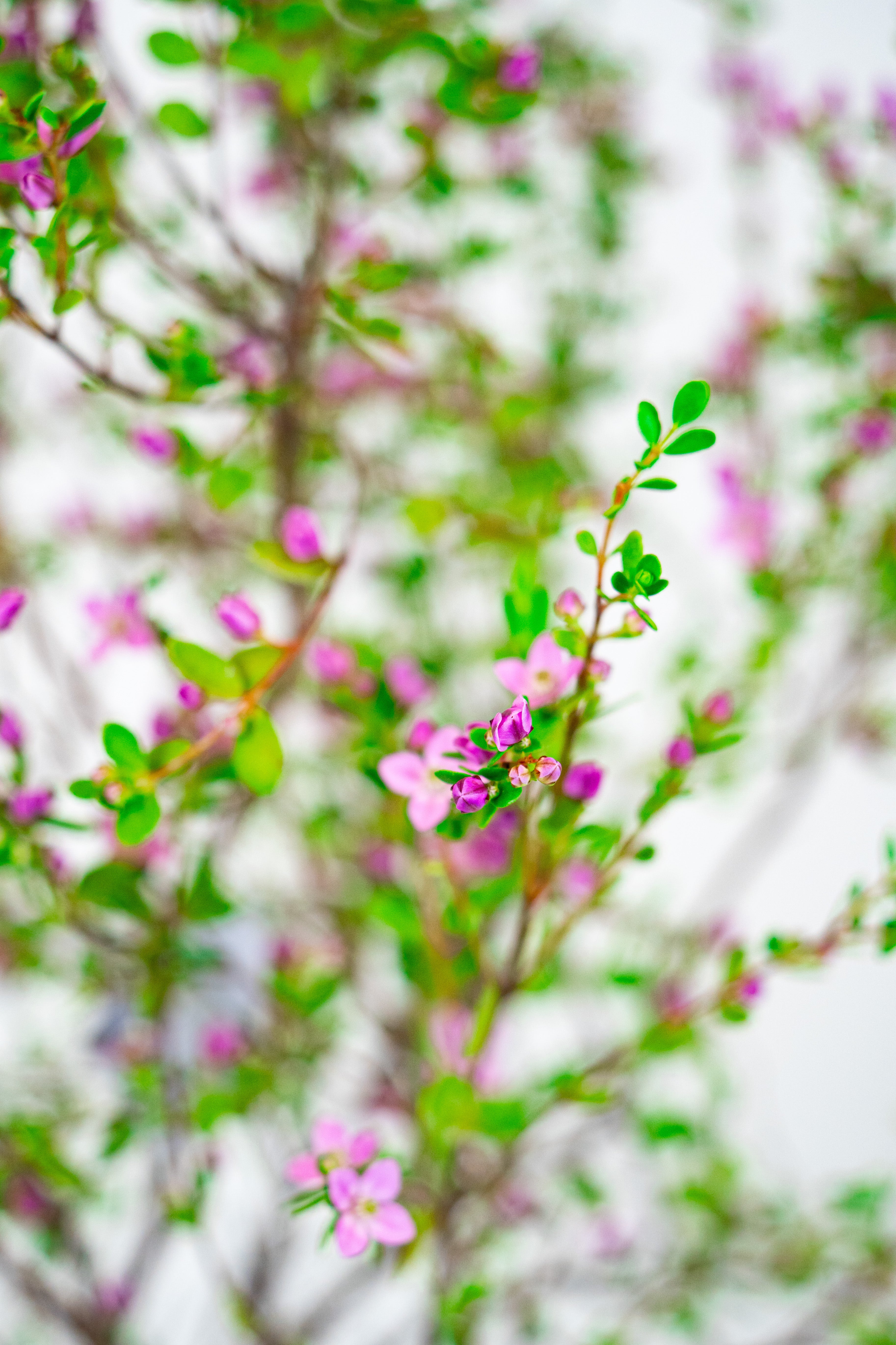 Boronia Crenulata