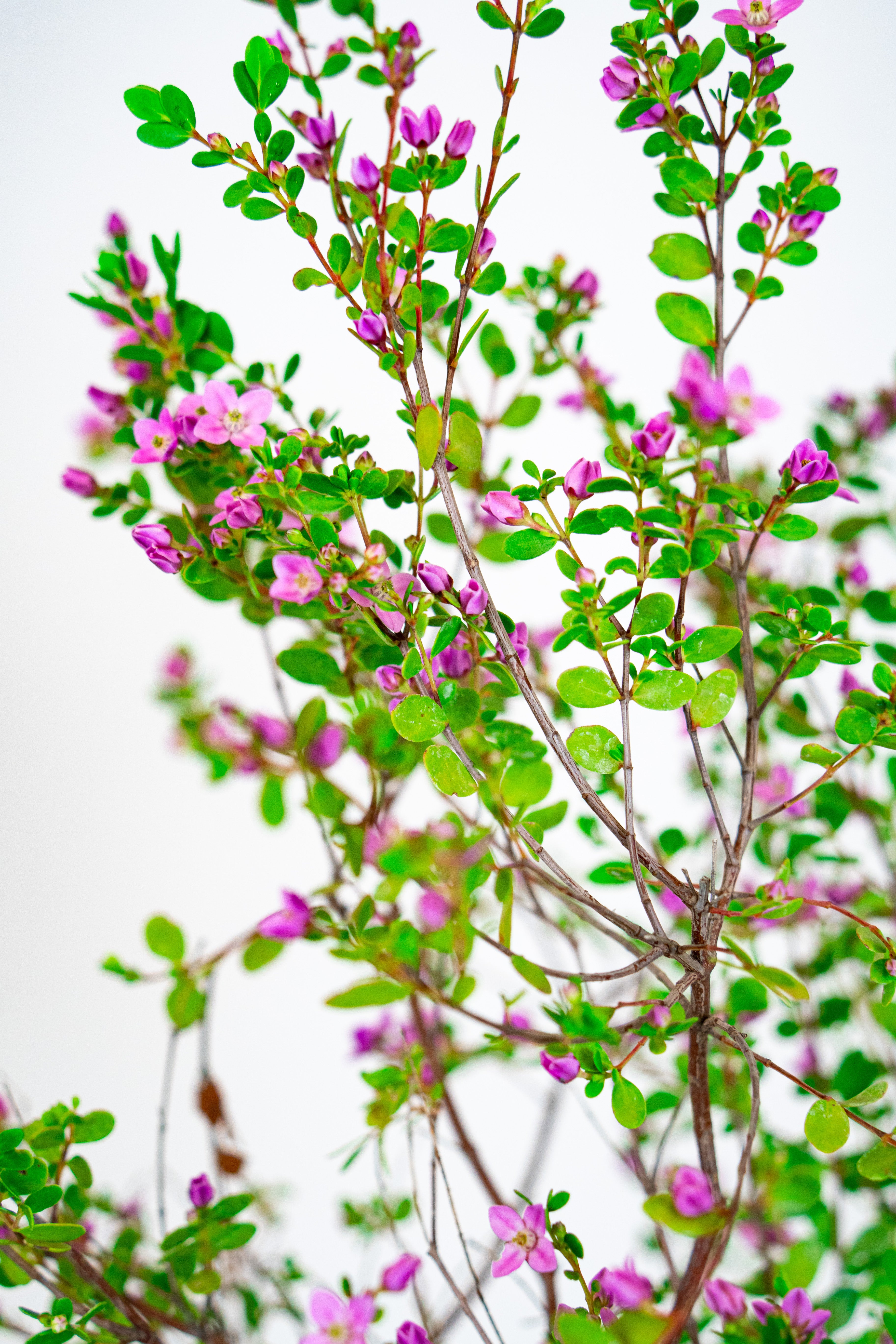 Boronia Crenulata