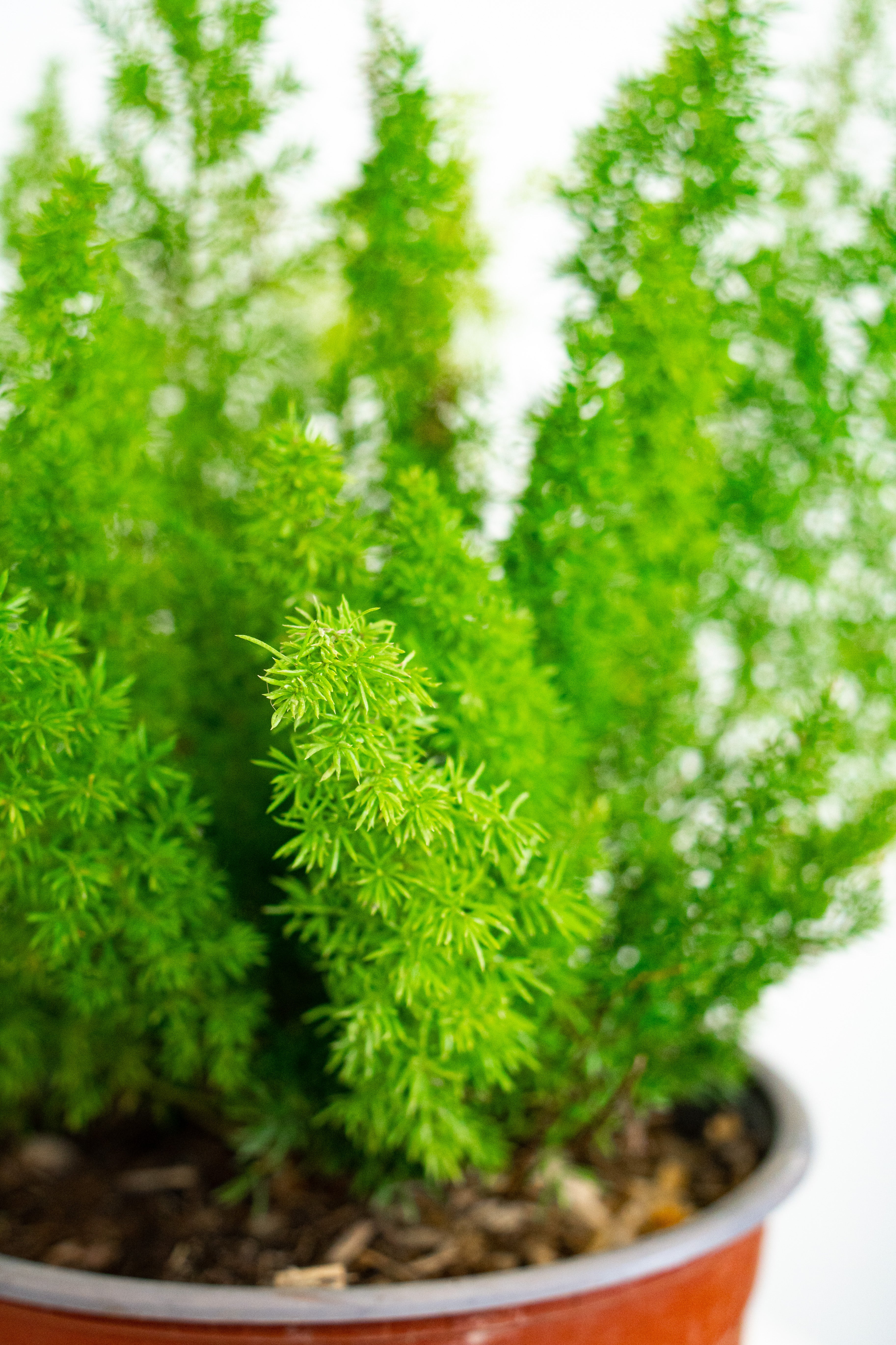 Asparagus a coda di volpe