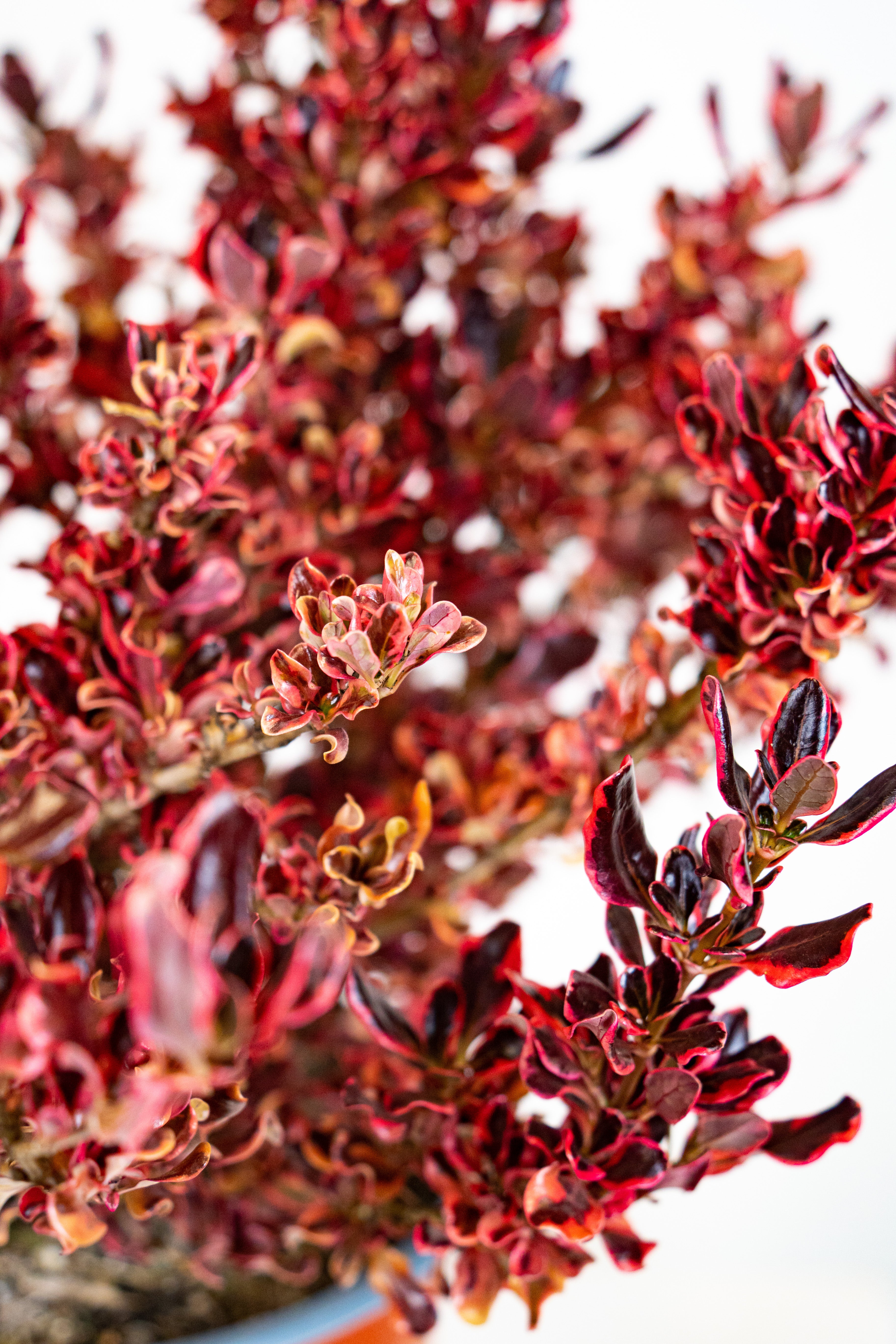 Coprosma repents