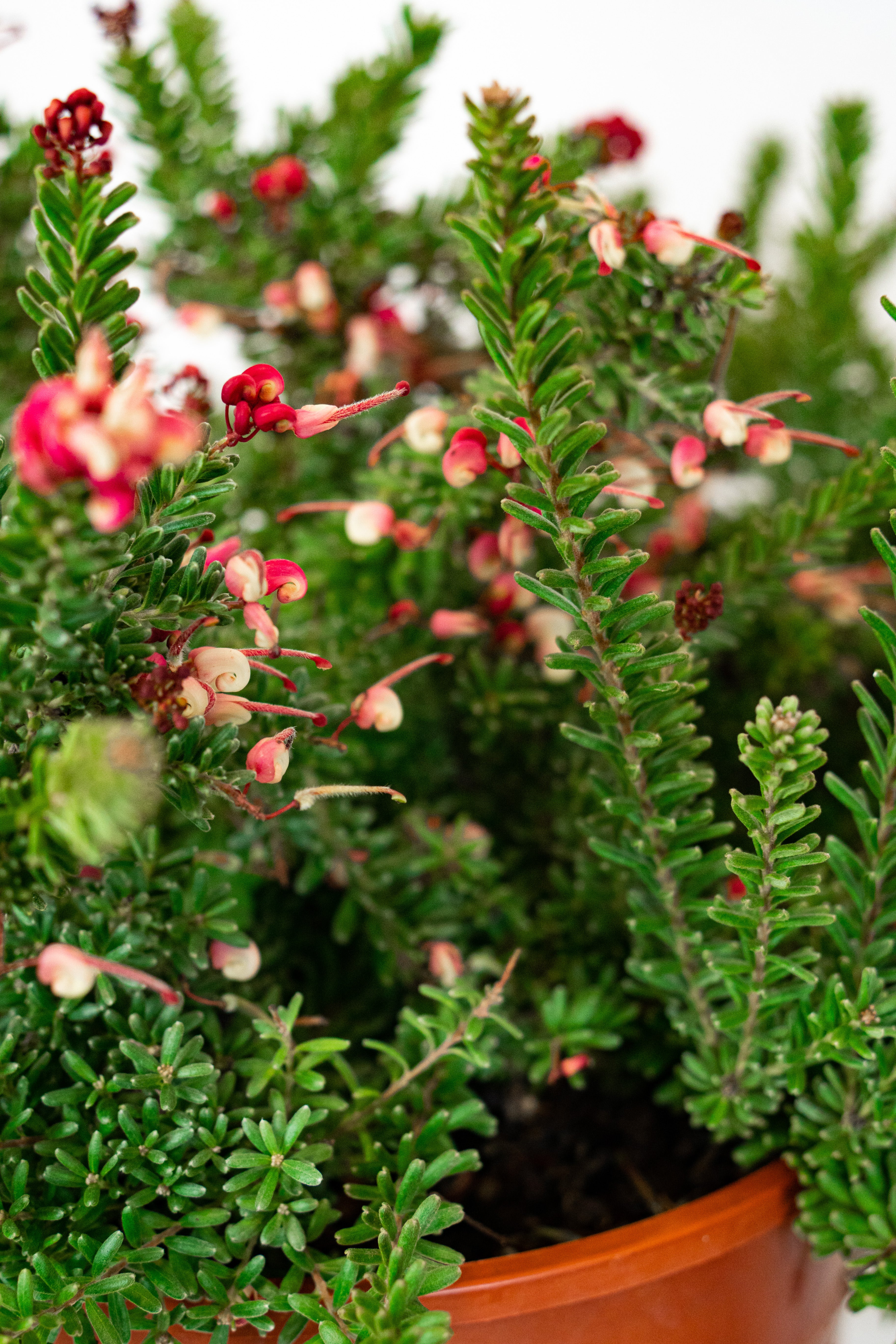 Grevillea tamboritha