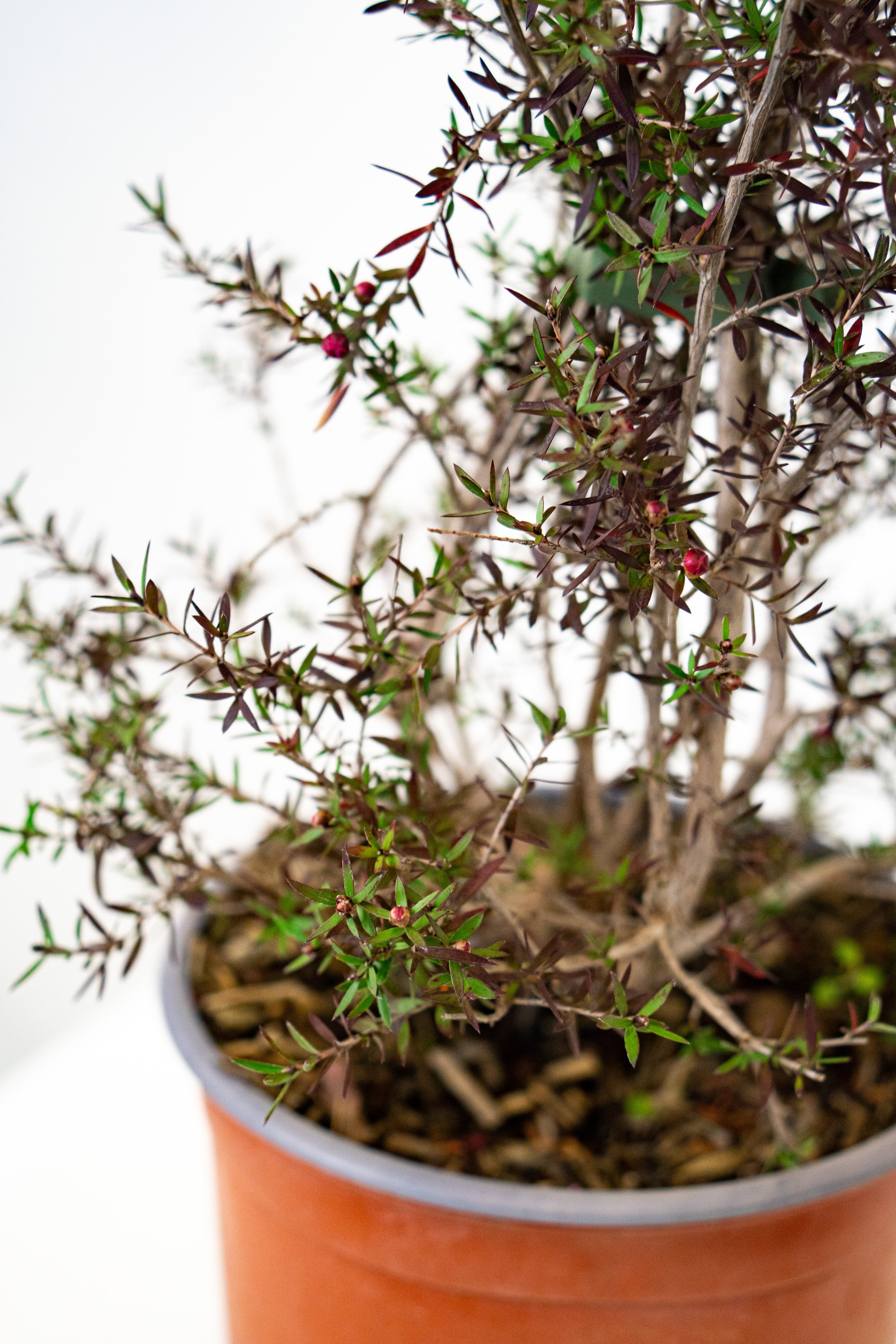 Lepto spermum scoparium