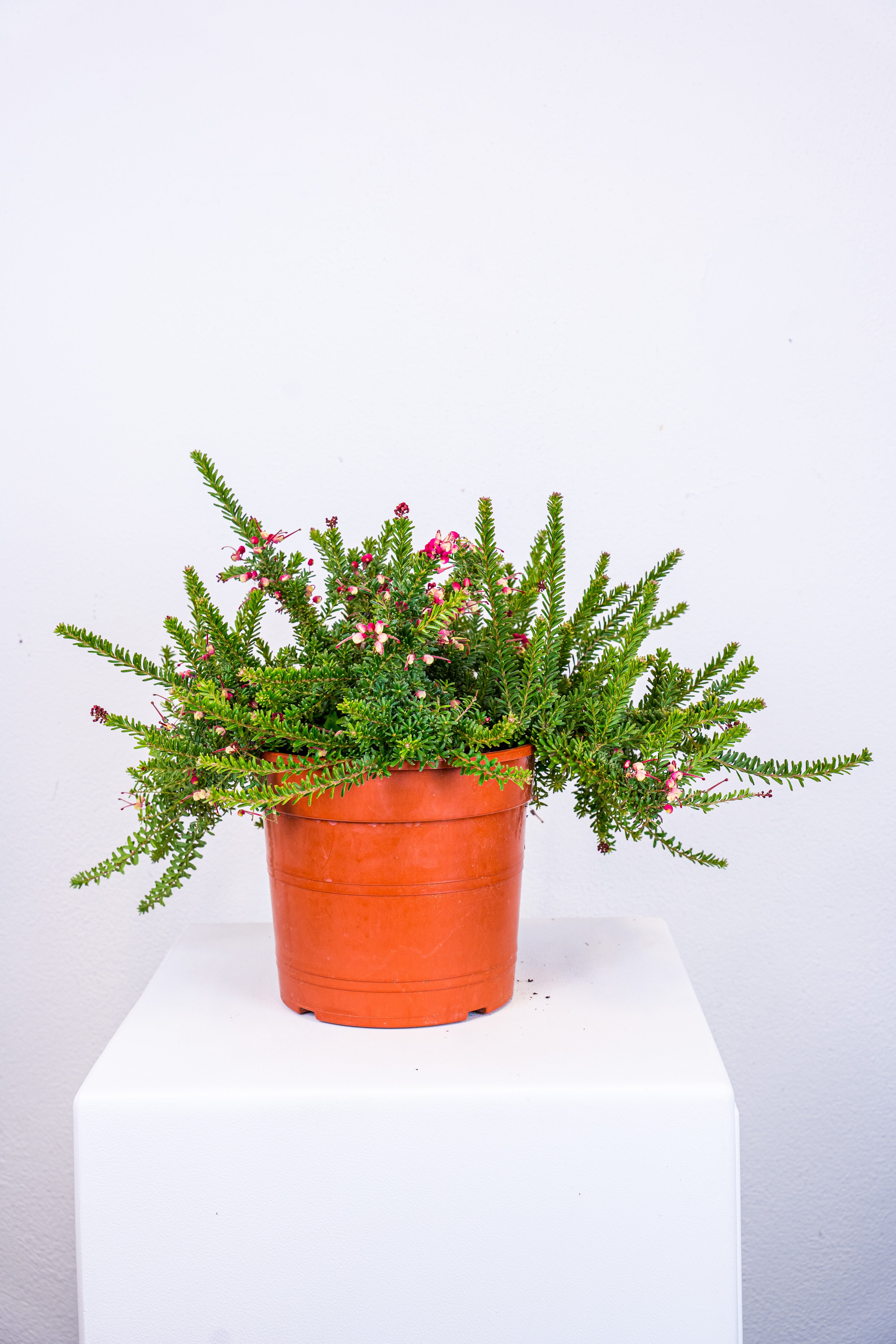 Grevillea tamboritha