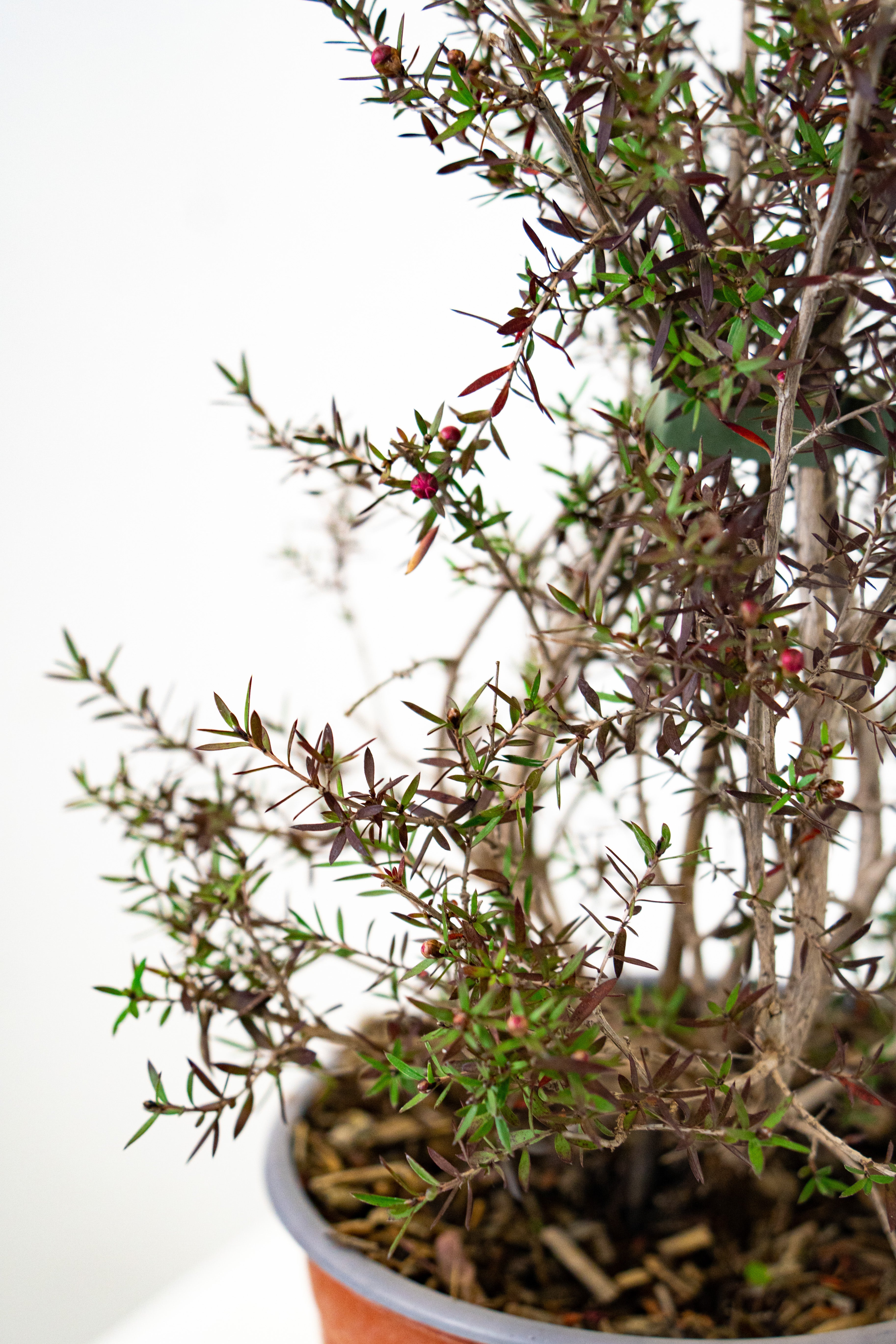 Lepto spermum scoparium