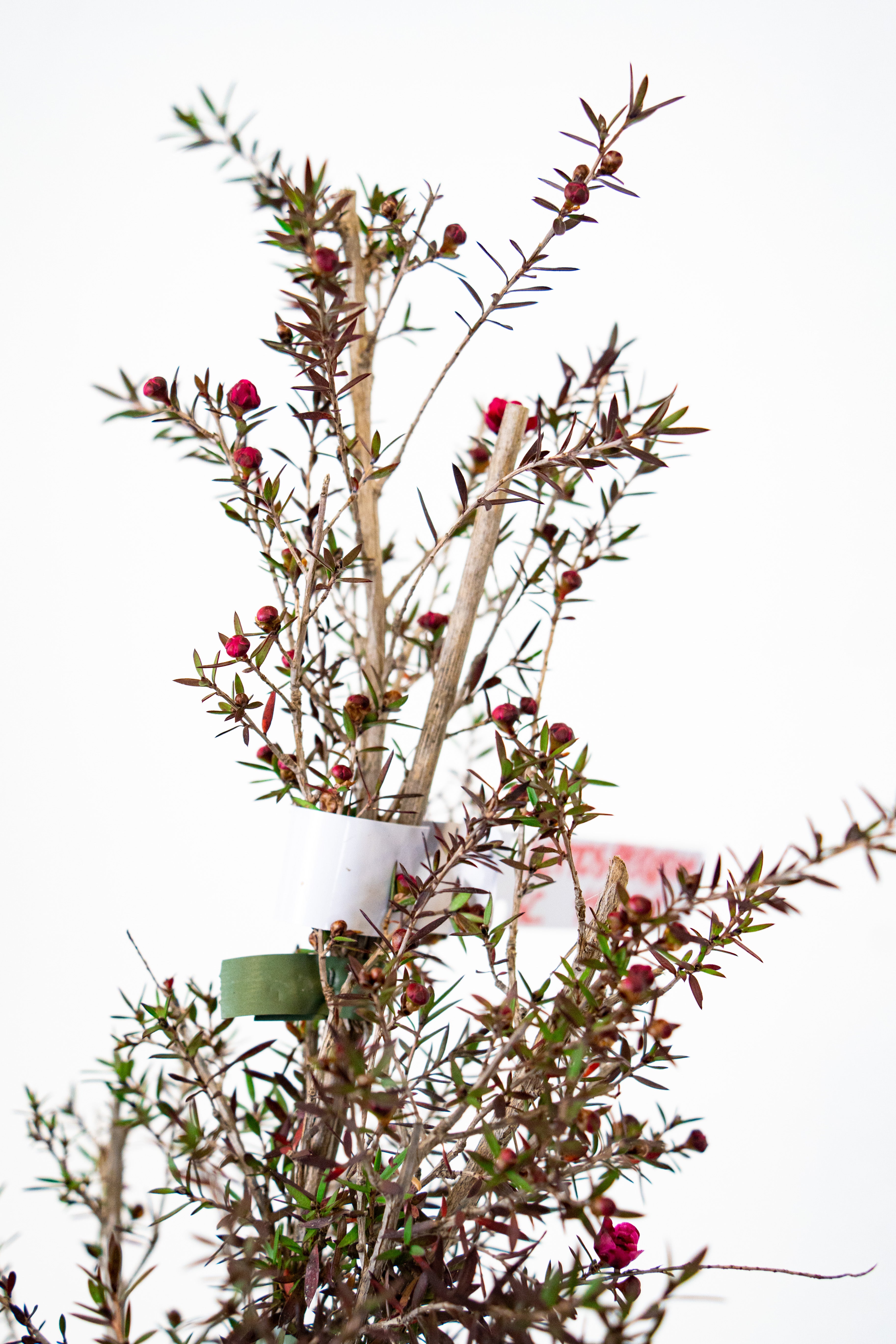 Lepto spermum scoparium