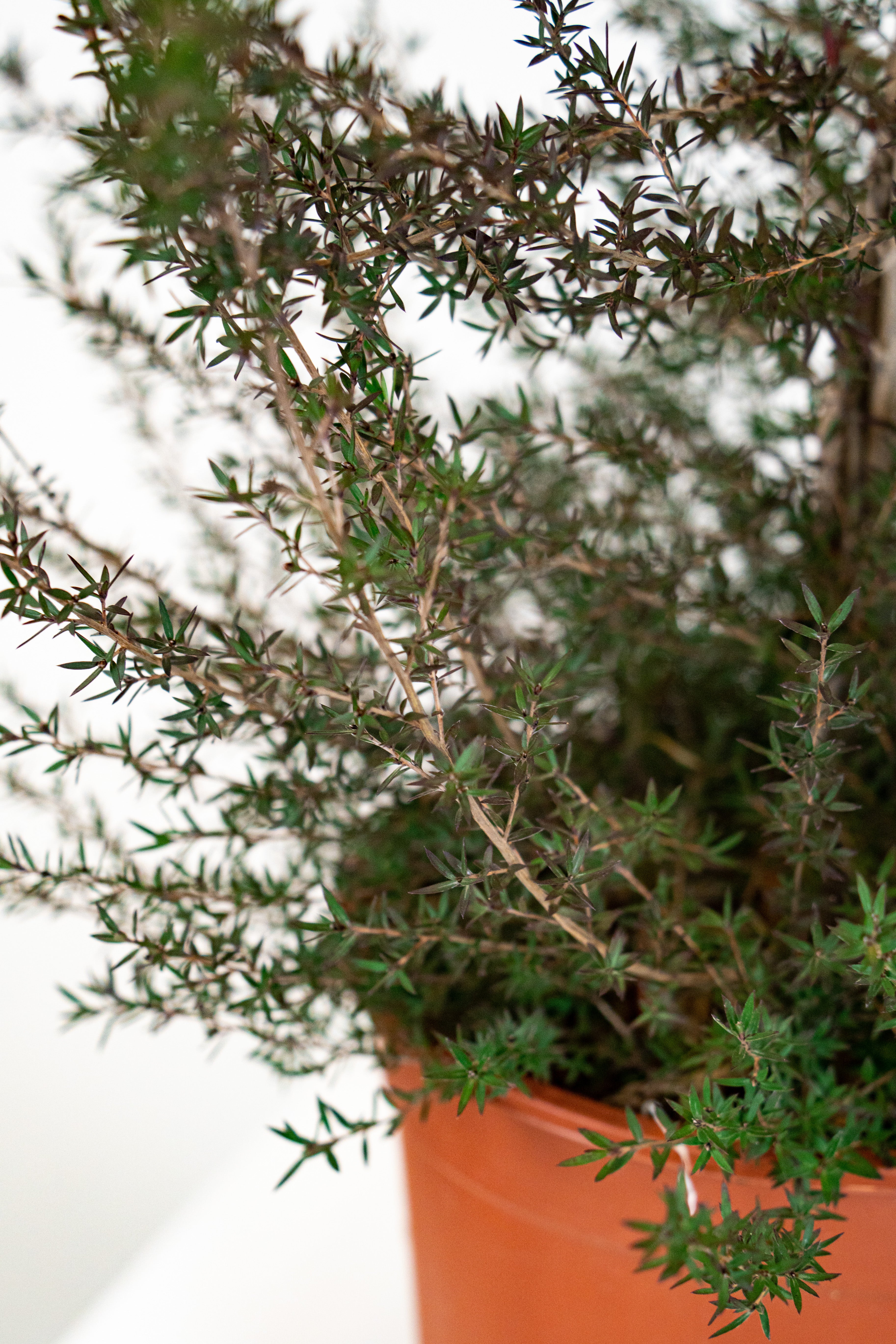 Lepto spermum scoparium