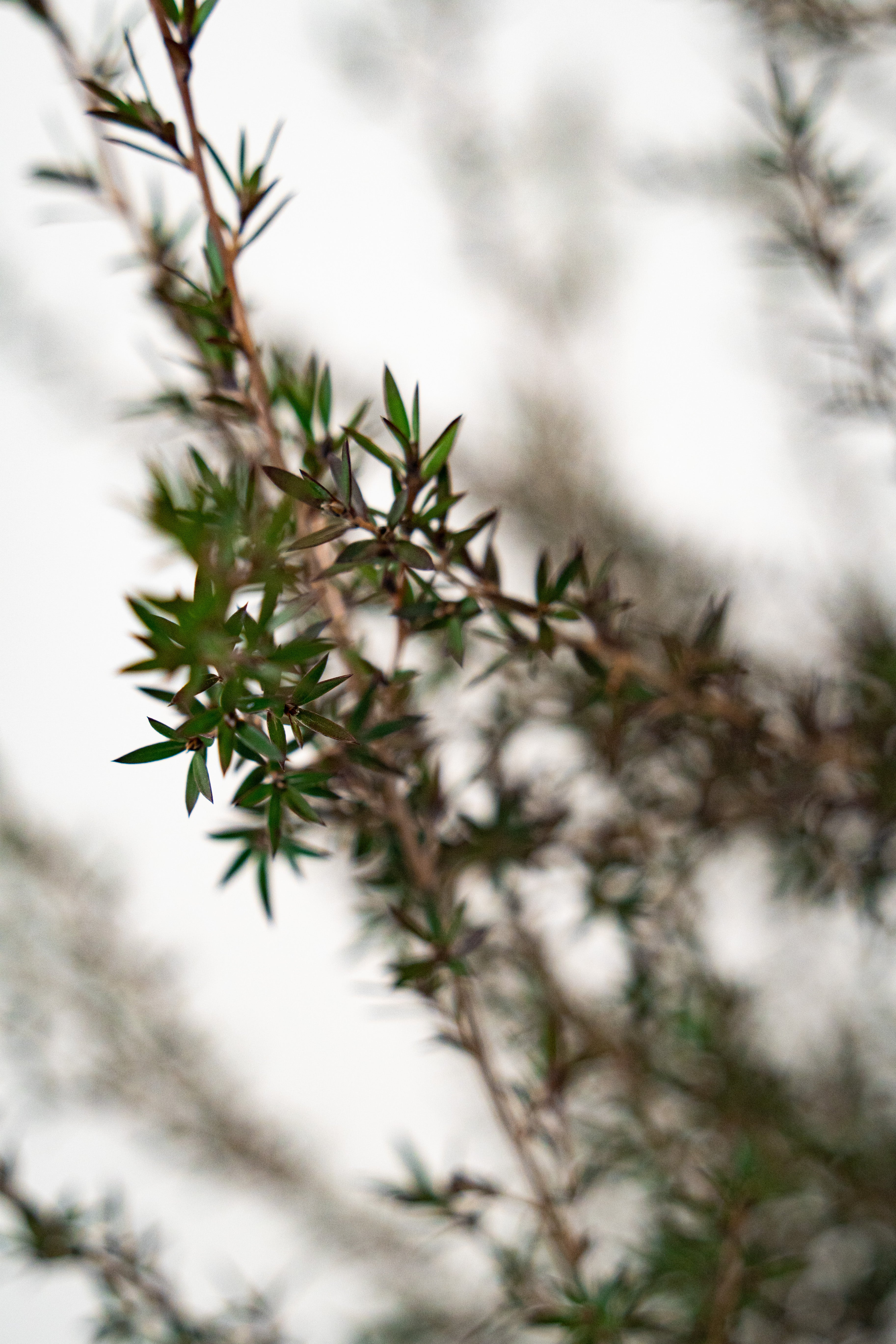 Lepto spermum scoparium