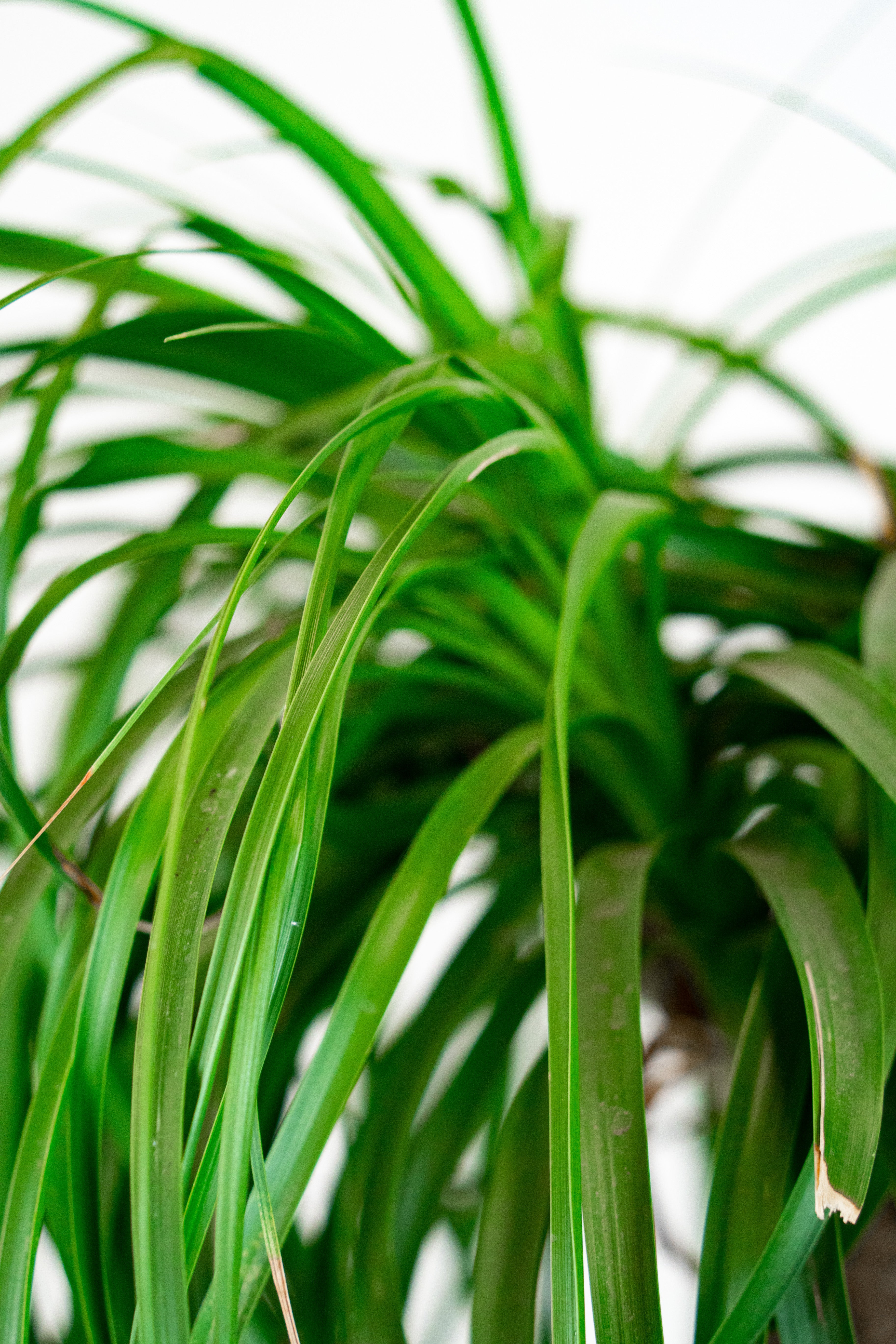 Beaucarnea mangiafumo