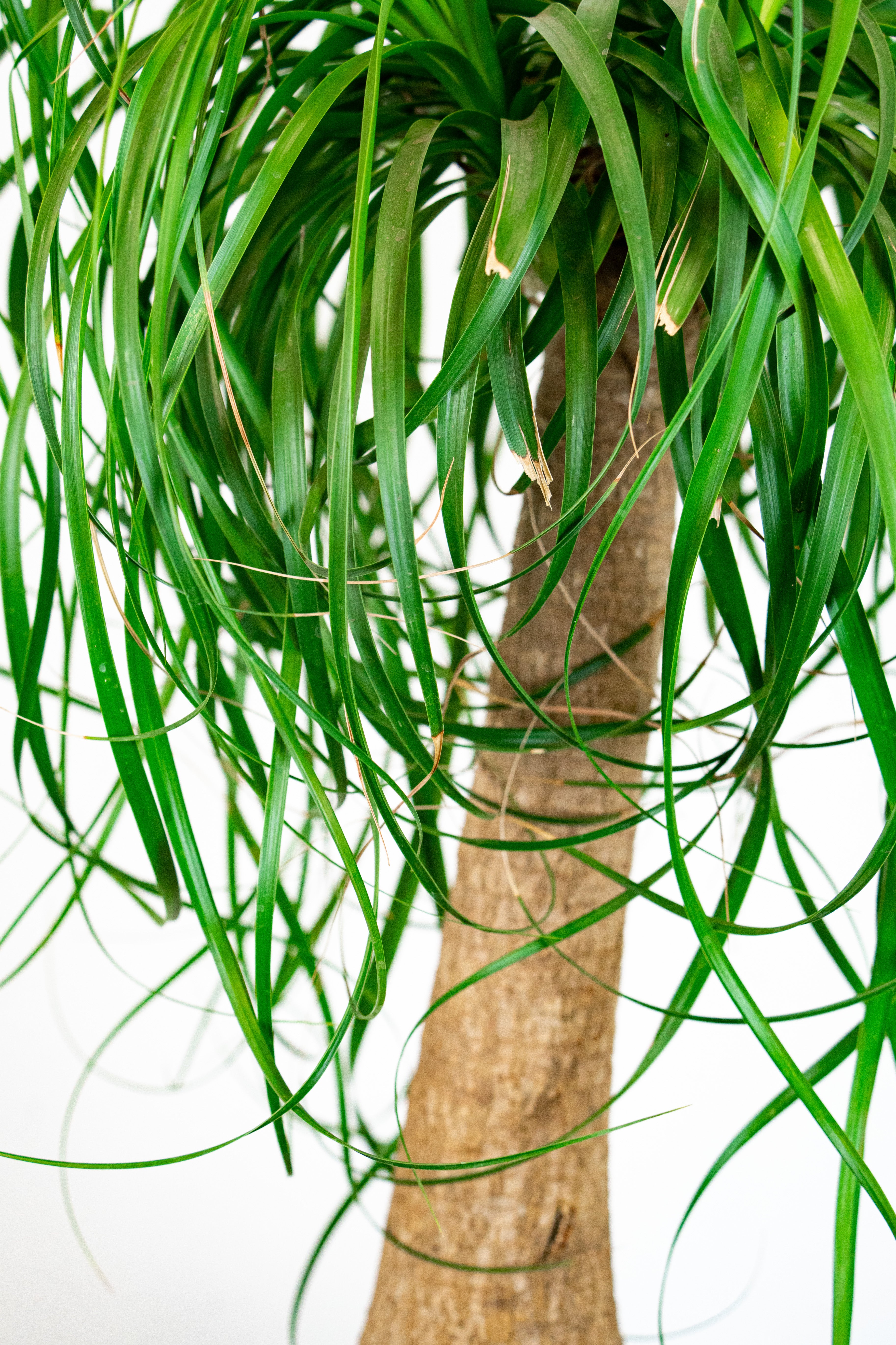 Beaucarnea mangiafumo