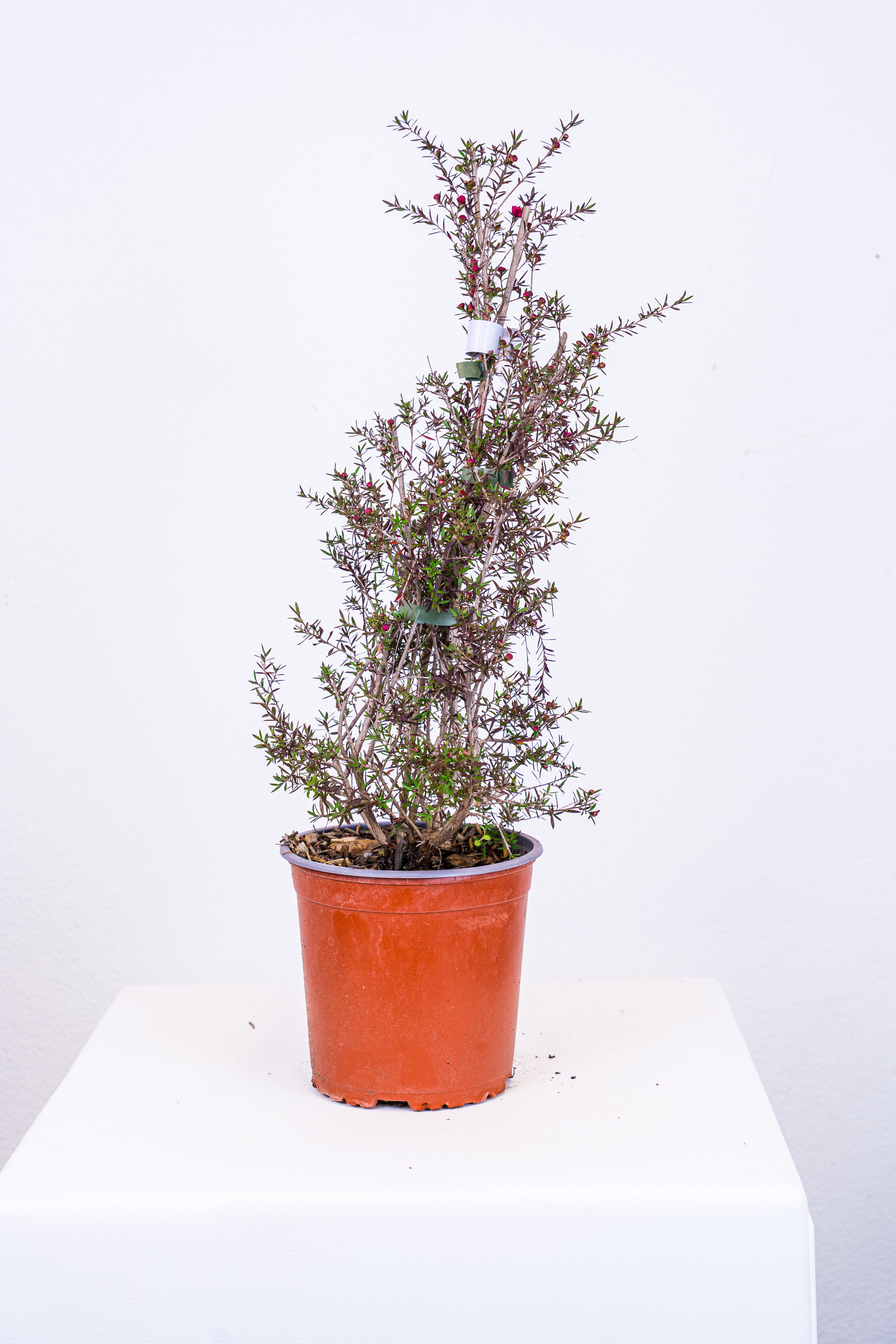 Lepto spermum scoparium