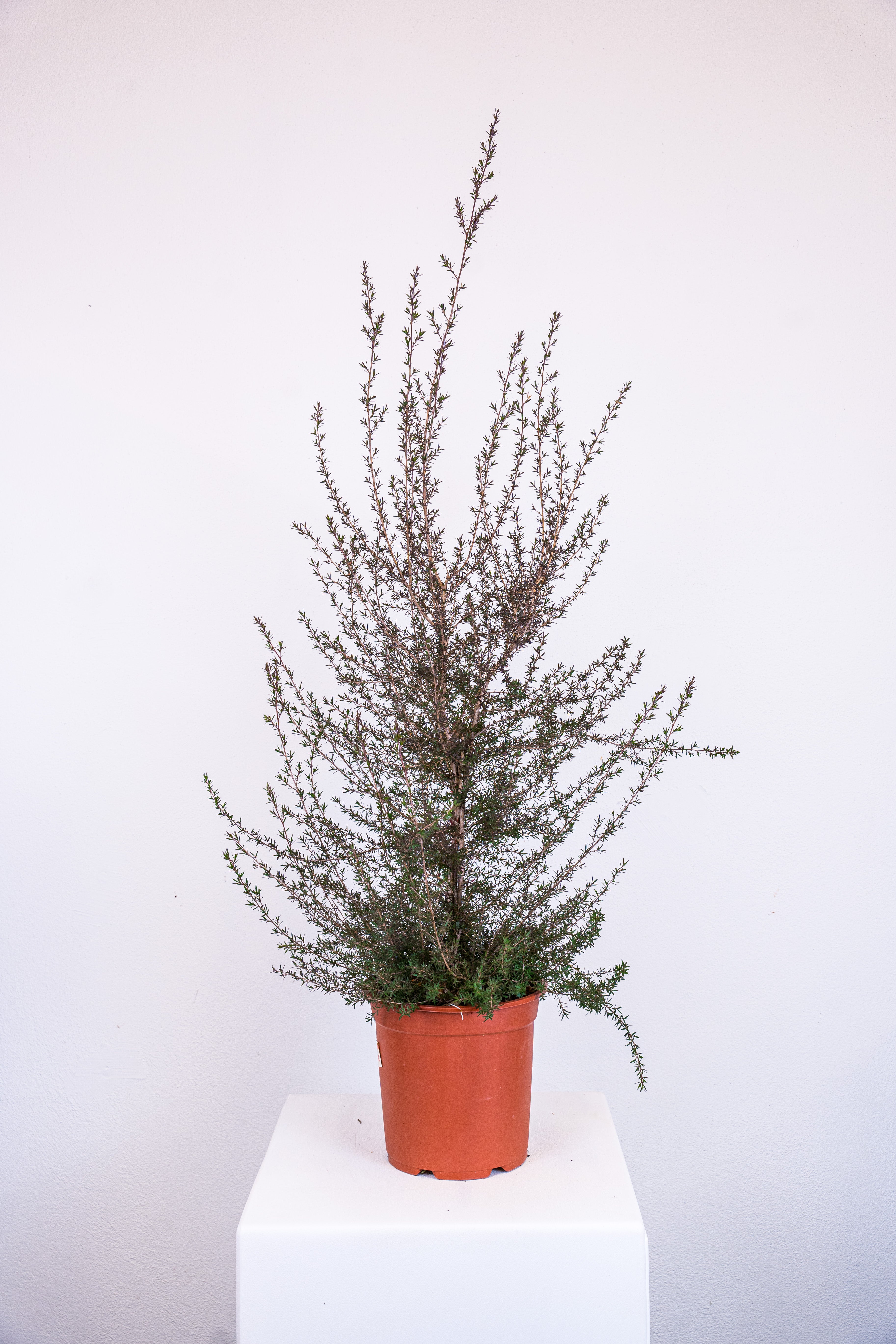 Lepto spermum scoparium