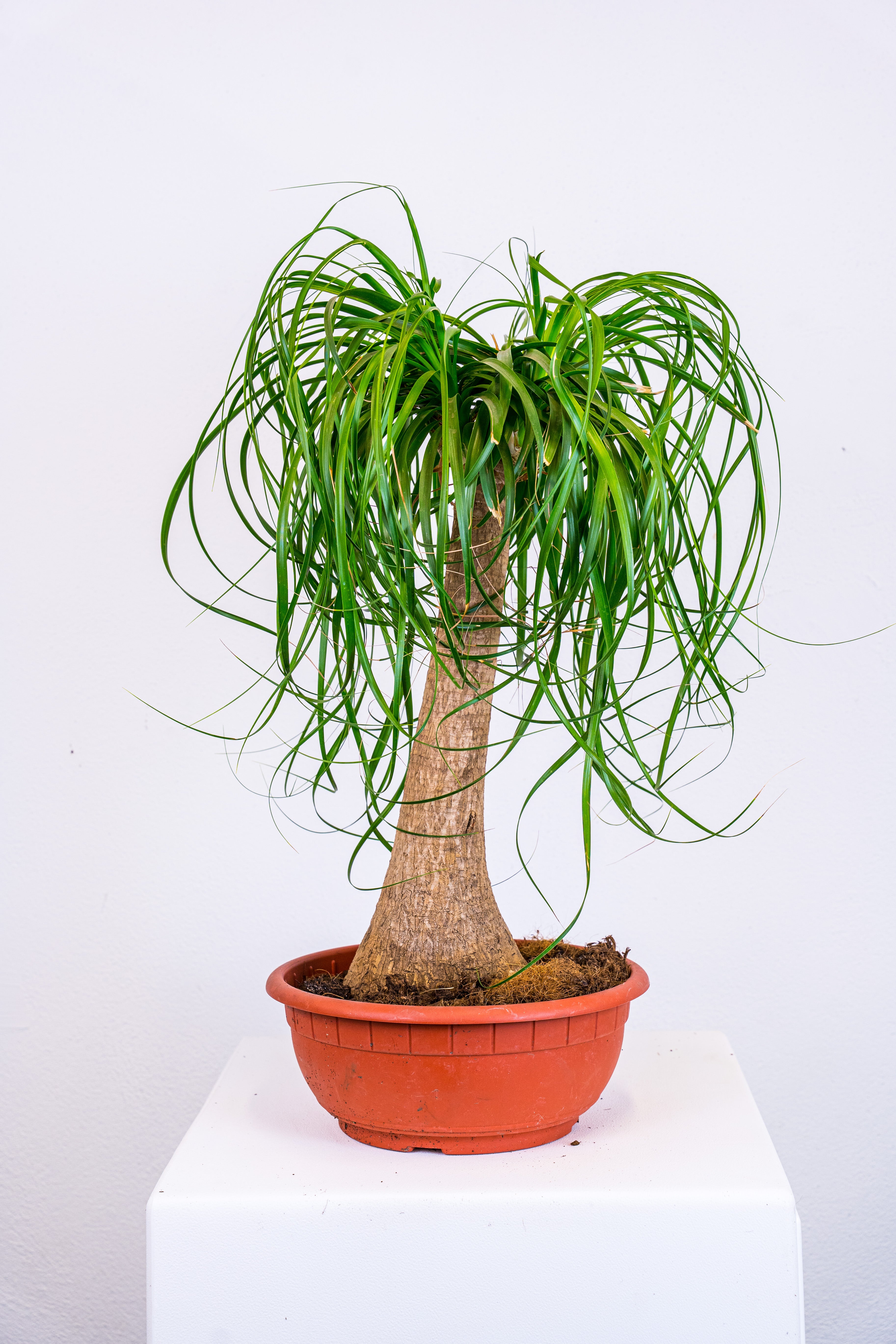 Beaucarnea mangiafumo