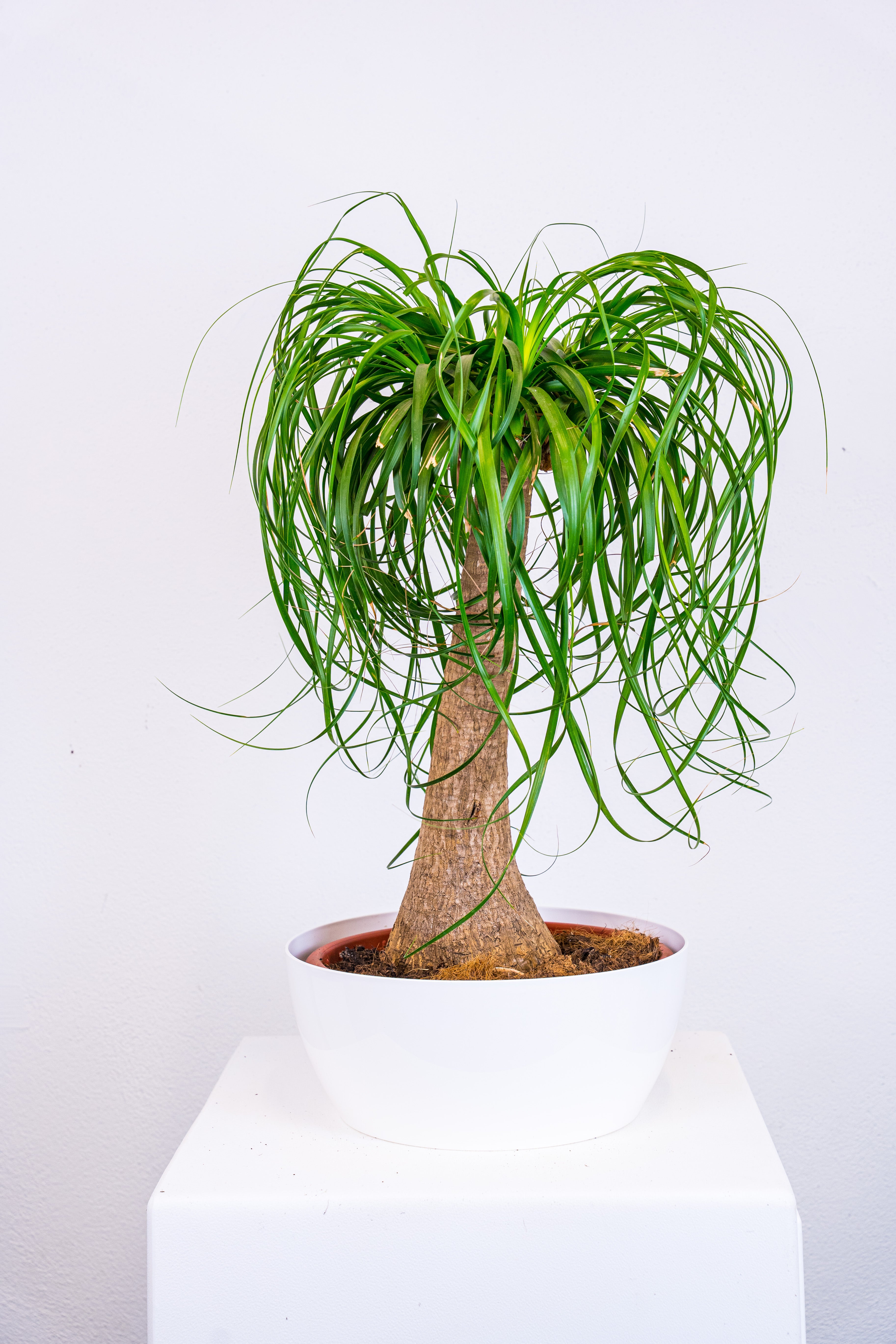 Beaucarnea mangiafumo