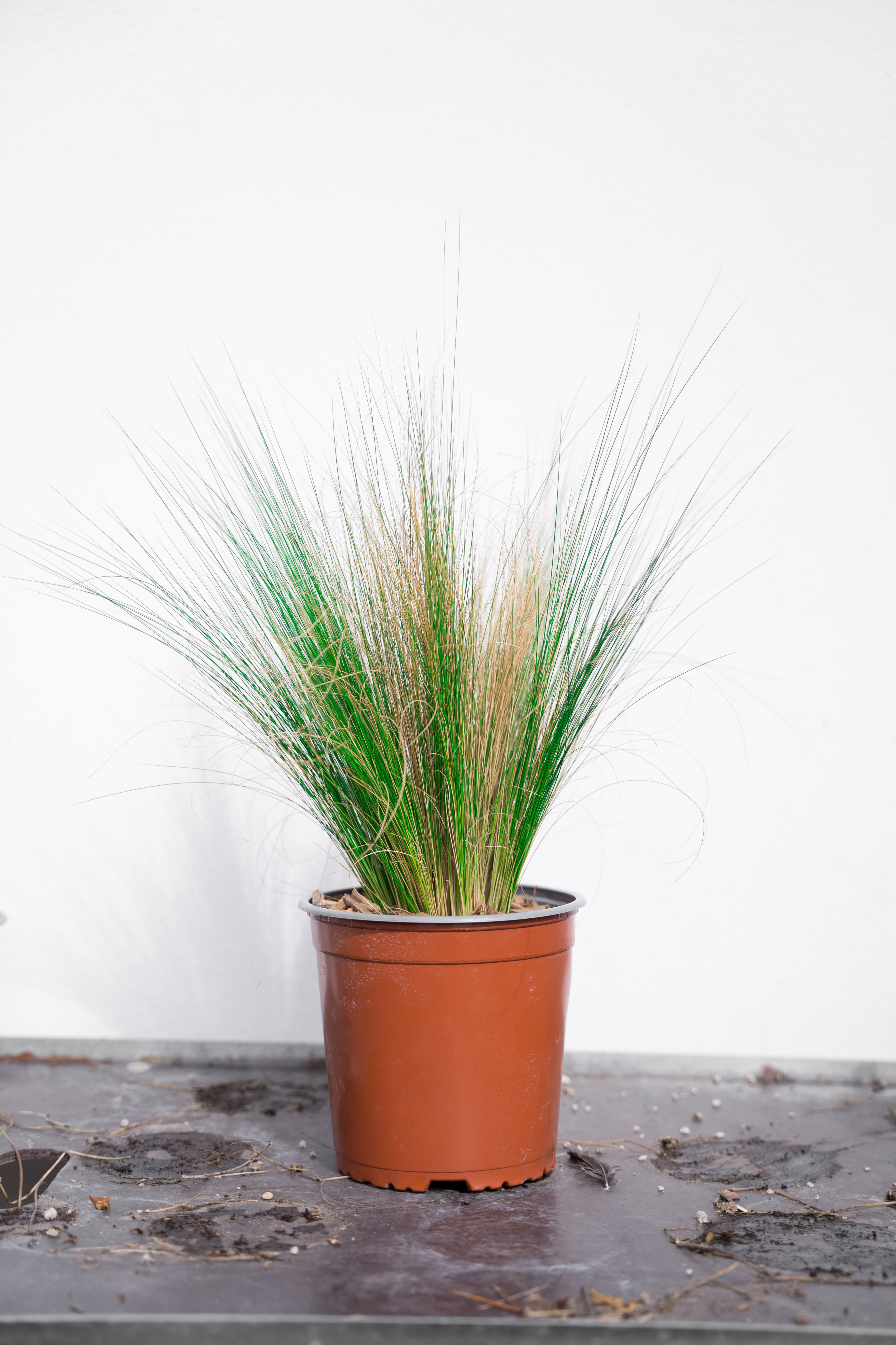 Stipa Tenutissima
