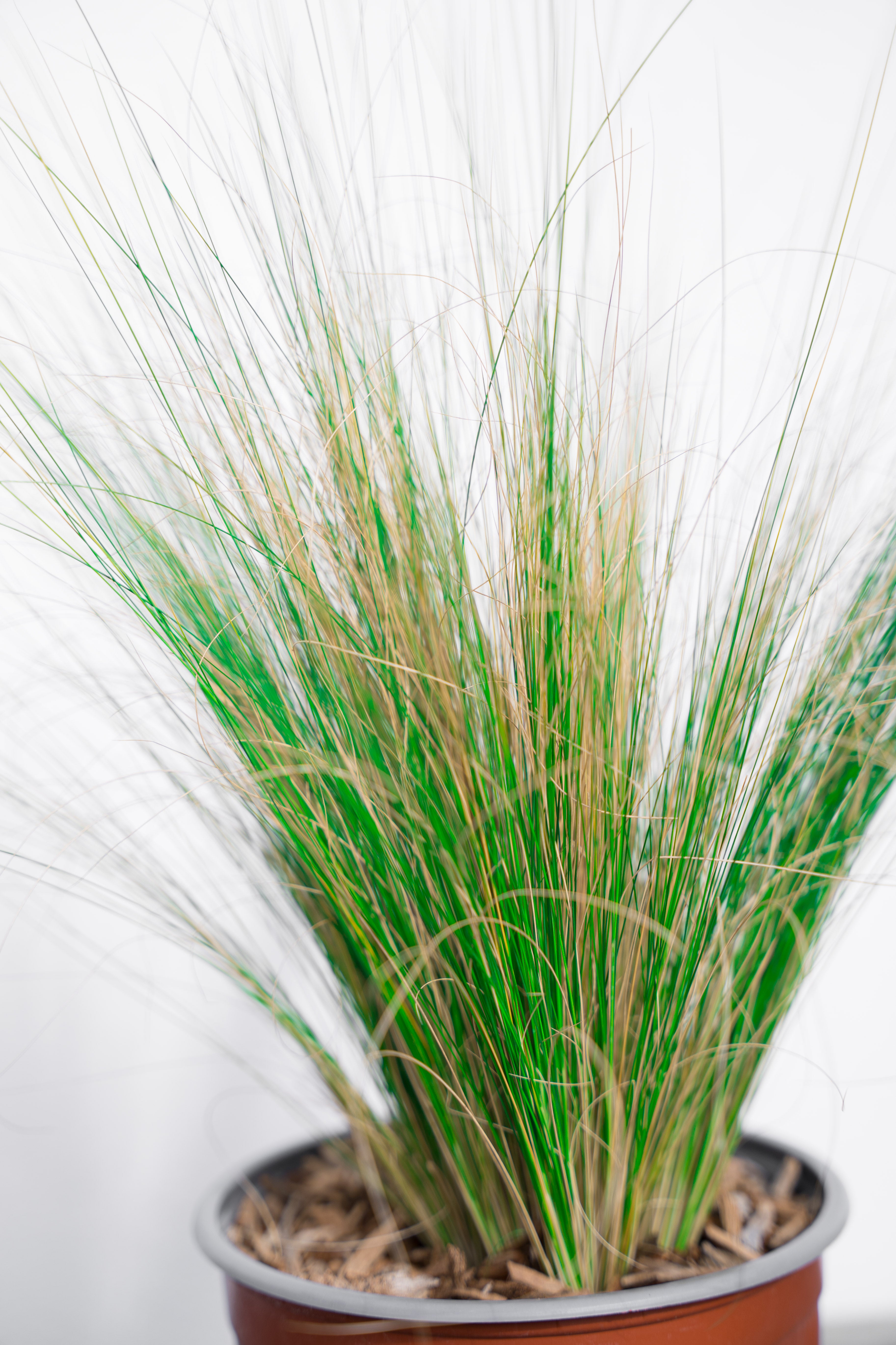Stipa Tenutissima